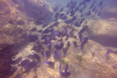 GOPR0203